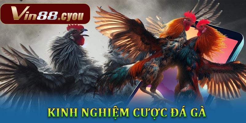 Chuẩn bị trước khi cá cược