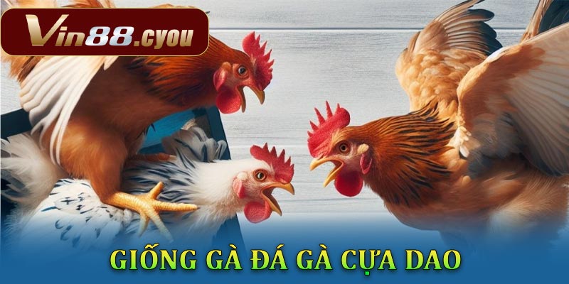 Khám phá giống gà phô biến trong cá cược đá gà cựa dao