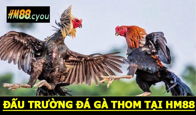Đấu Trường Đá Gà Thom Tại HM88